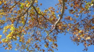 Beautiful blue fall sky behind yellow, orange and rust leaves, signifies change in nature and in life.
